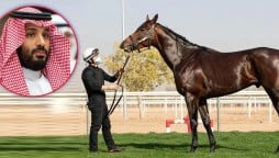 Saudi Arabia To Hold Most Expensive Horse Race In The World