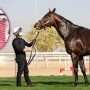 Saudi Arabia To Hold Most Expensive Horse Race In The World