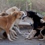Sindh: Mad dog Bites 17 Children In Jamshoro