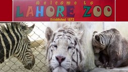 Lahore Zoo Seeks Permission To Put Down 3 Animals