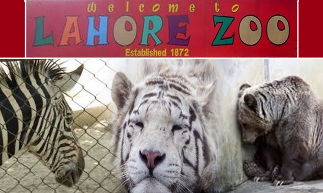 Lahore Zoo Seeks Permission To Put Down 3 Animals