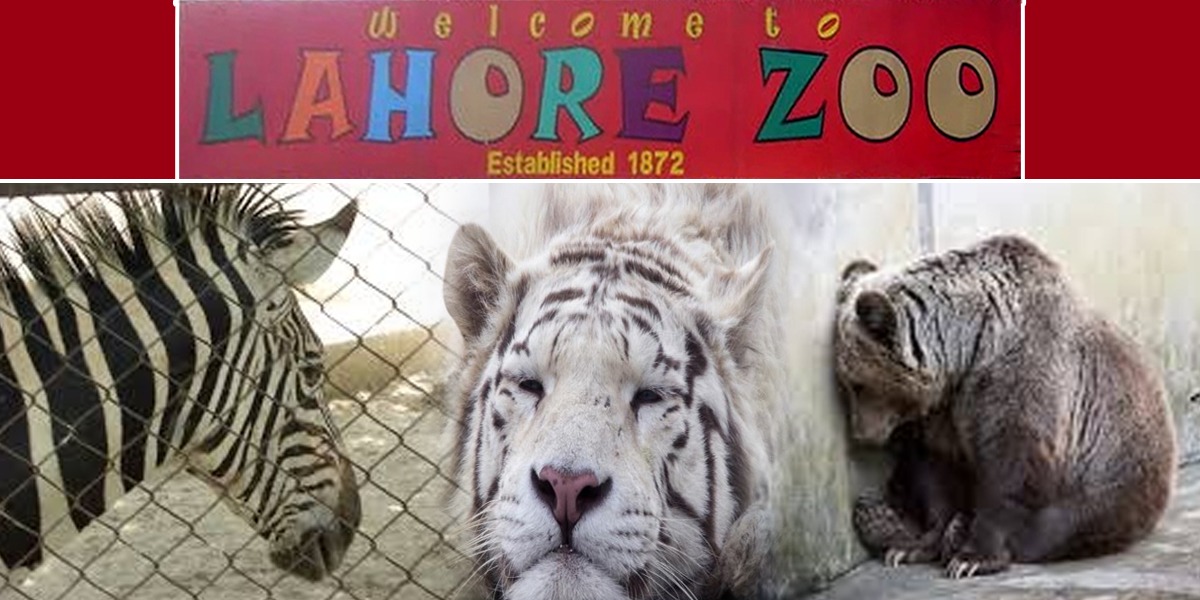Lahore Zoo Seeks Permission To Put Down 3 Animals