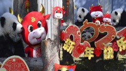 China: 10 Baby Pandas Make Debut To Mark Chinese New Year