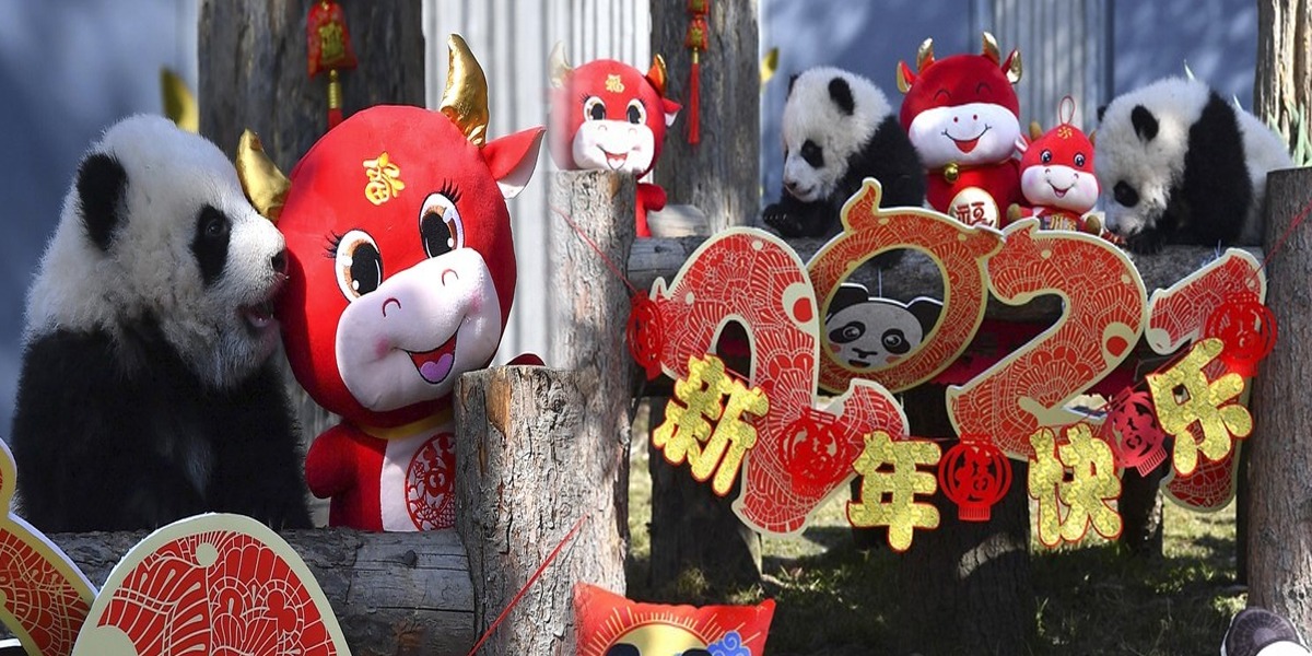 China: 10 Baby Pandas Make Debut To Mark Chinese New Year
