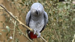 African gray parrots
