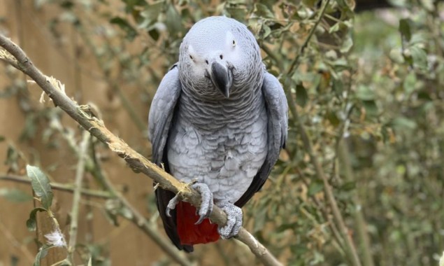 Reason Behind Removing Parrots From Zoo Display Will Make You Laugh