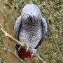 Reason Behind Removing Parrots From Zoo Display Will Make You Laugh