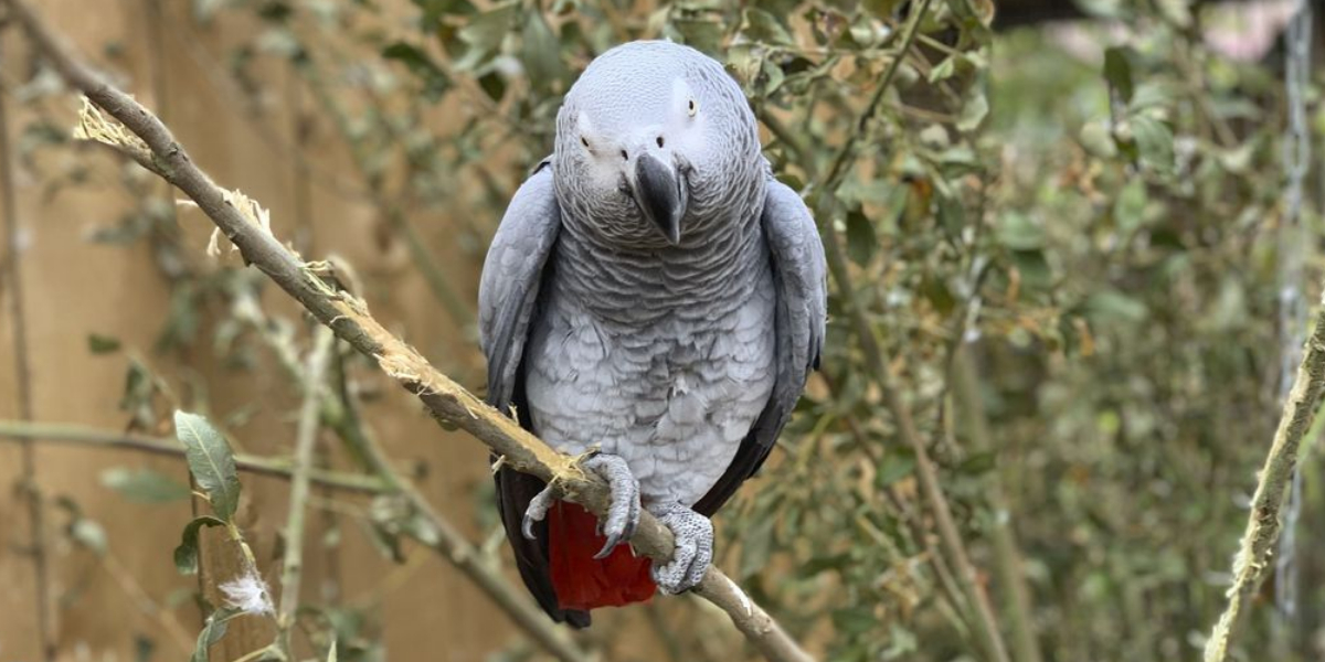 African gray parrots