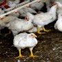 Cut in input cost of raising chickens demanded