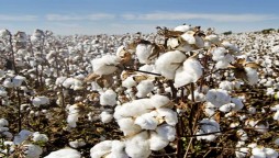 ECC allows import of sugar, cotton and yarn from India