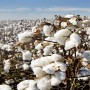 ECC allows import of sugar, cotton and yarn from India