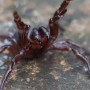 Spider “plague” could swarm Sydney, warns Australian Reptile Park