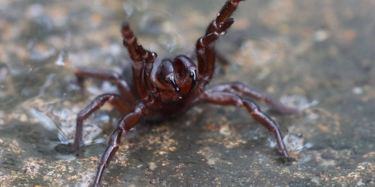 spider