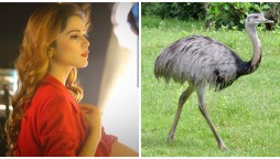 Aima Baig Ostrich