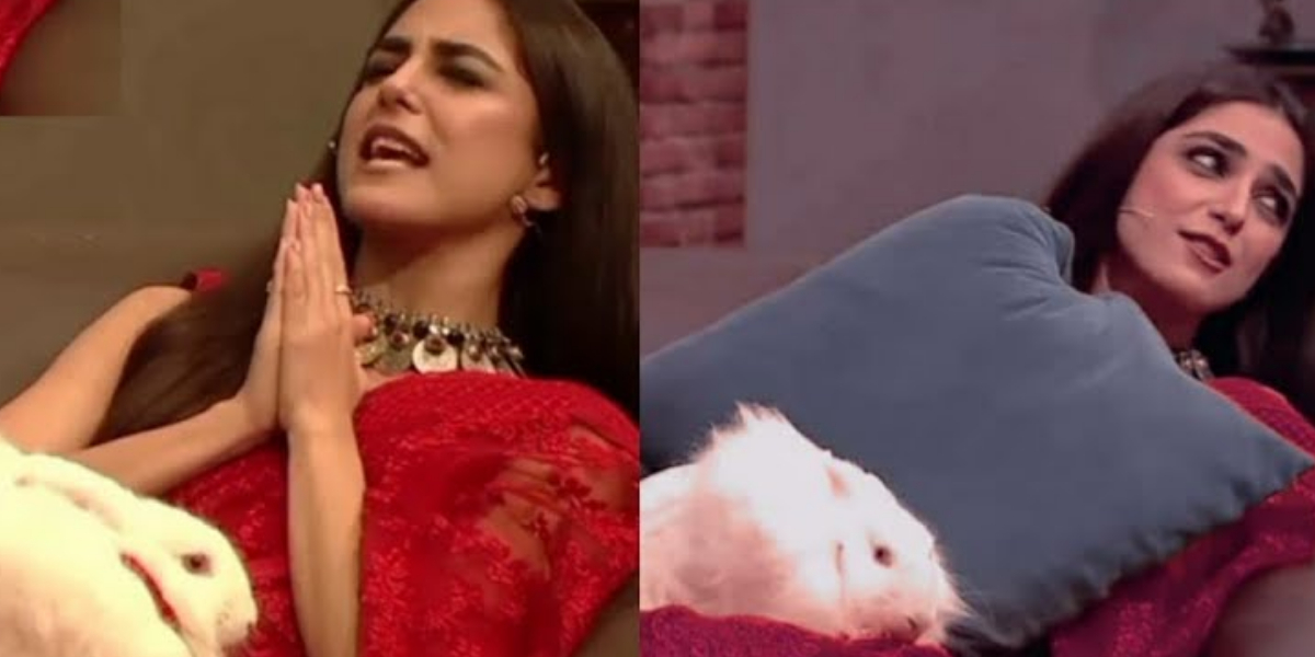 Maya Ali Rabbit