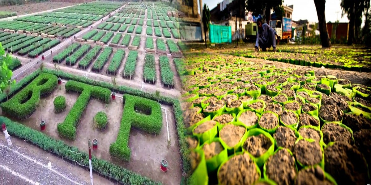 Billion Tree Tsunami Project