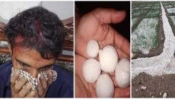 Heavy Rains Hit Large Part Of Punjab, Man Injured By Softball-Sized Hail