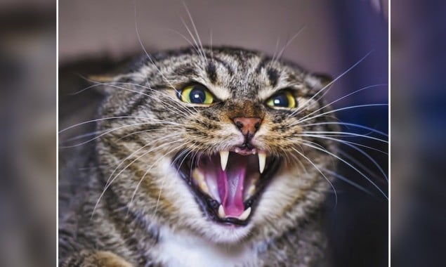 Pilot Makes Emergency Landing After Being Attacked By Angry Cat