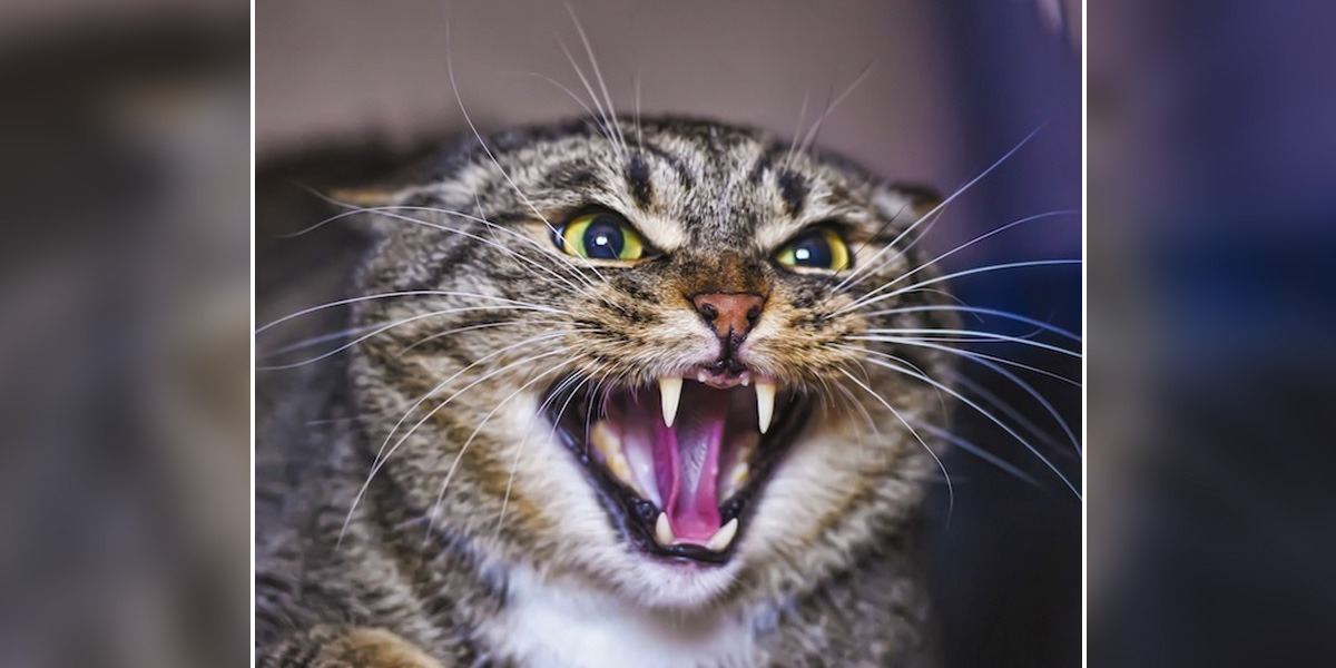 Pilot Makes Emergency Landing After Being Attacked By Angry Cat