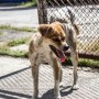 How To Protect Humans From Attacks By Stray Dogs?