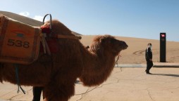 China Installs World’s First traffic signal for camels