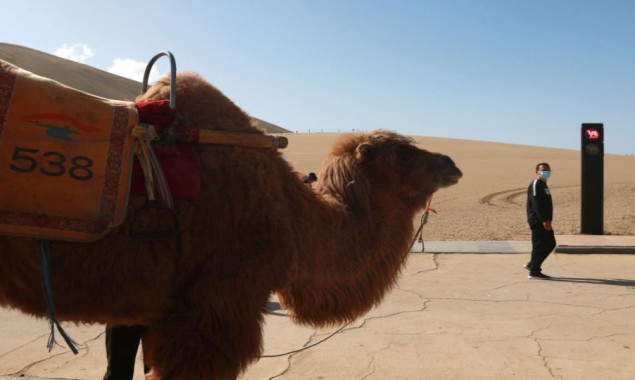 China Installs World’s First traffic signal for camels