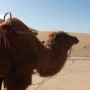 China Installs World’s First traffic signal for camels