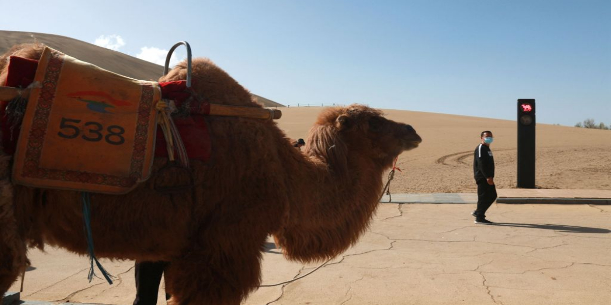 Traffic Signals for Camels