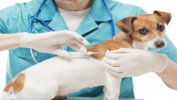 Russian federation registers world’s first covid-19 vaccine for animals