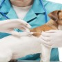 Russian federation registers world’s first covid-19 vaccine for animals