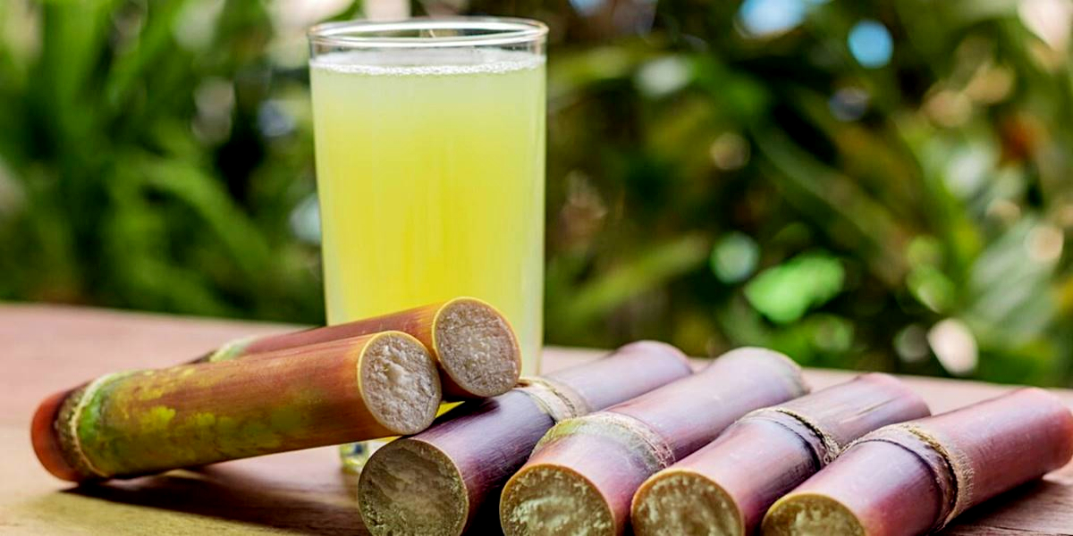 Sugarcane