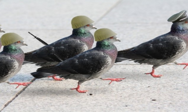 Indian Border Security Force Wants To Persecute “Pakistani Spy Pigeon”