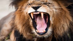 Saudi Arabia: Man Killed After Attack From Lion