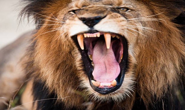 Saudi Arabia: Man Killed After Attack From Lion
