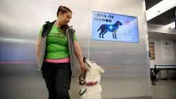 Dogs Can Detect COVID-19