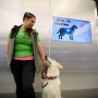 UK Study: Dogs Can Detect COVID-19 Positive Arrivals at Airport