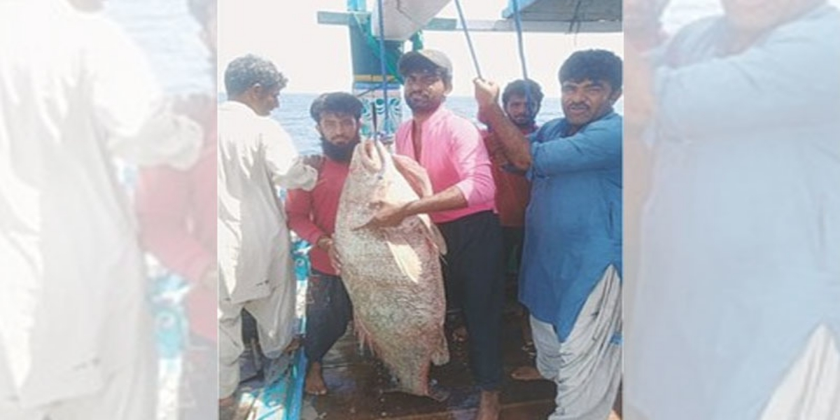 Rare Fish Made Balochistan's Fisherman Millionaire Overnight