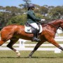 Pakistani equestrian Usman Khan seriously injured in accident in Australia