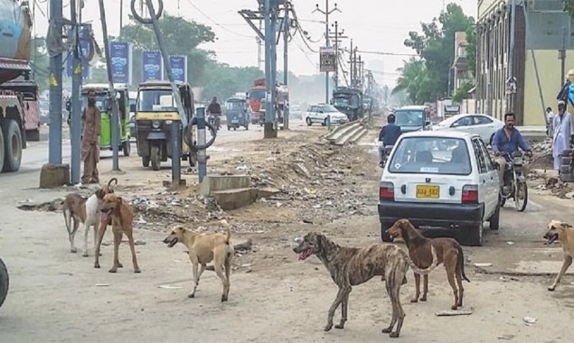 Registrations of pet dogs start in Karachi