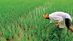 Budget 2021/22: Govt to focus on agriculture, exports to mitigate Covid-19 woes