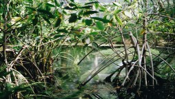 Root model of mangrove could be the key to preventing coastal erosion