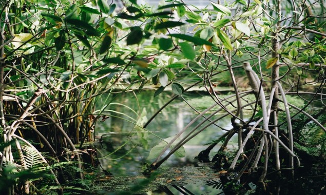 Root model of mangroves could be the key to preventing coastal erosion