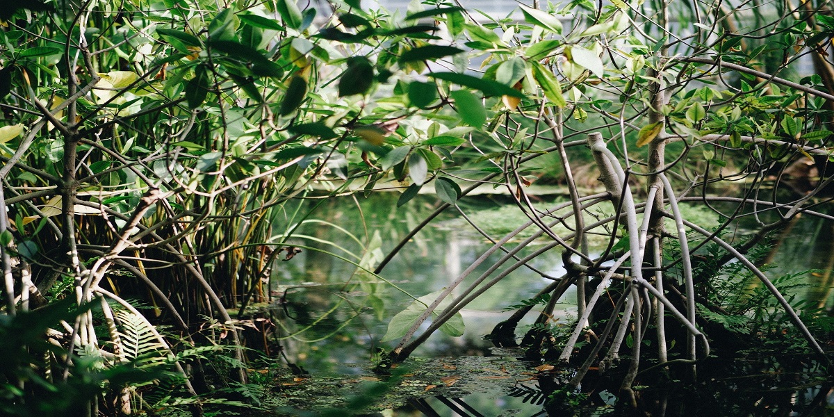 Root model of mangrove could be the key to preventing coastal erosion
