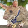 The life-saving rat known as Magawa has saved many lives in Cambodia