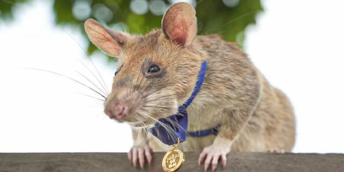 The life-saving rat