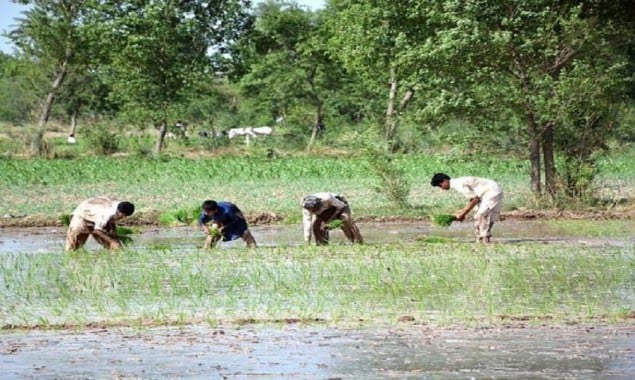 Pakistan plans cultivation of 220 million acres of land