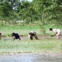 Pakistan plans cultivation of 220 million acres of land