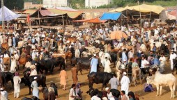 bakra eid