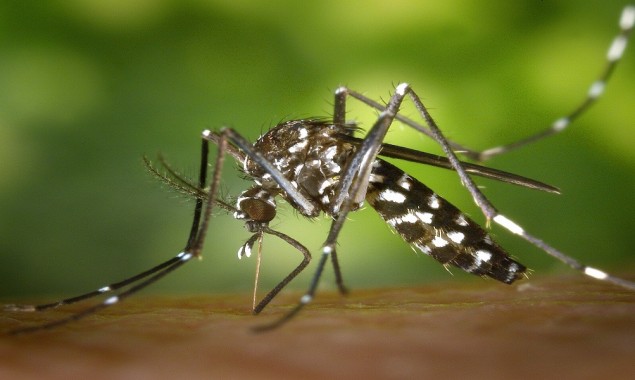 Lahore resident asks police to ‘arrest’ dengue mosquitoes, submits application