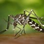 Pakistan reports surge in dengue fever cases amid outbreak fears